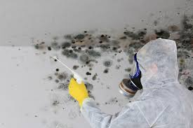 Mold Odor Removal Services in Prunedale, CA